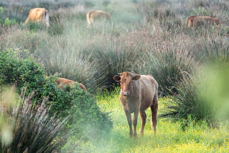 Brown cows in green field filled with wild grasses and flowers