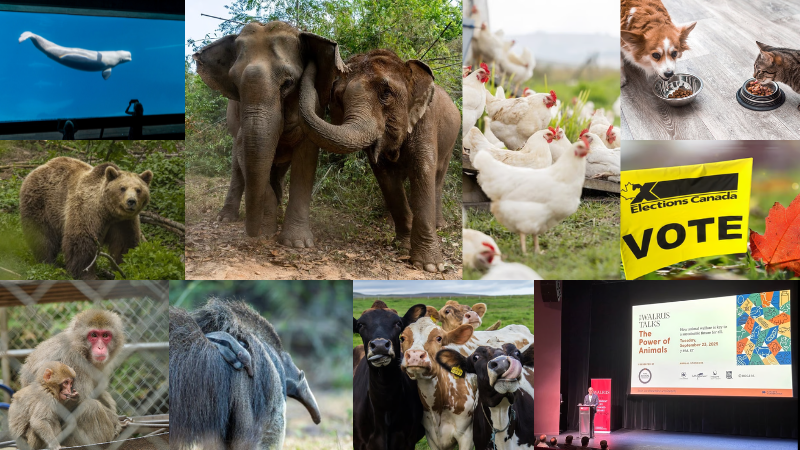 A collage of various animals helped by World Animal Protection