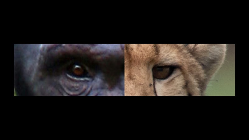 Two animal eyes