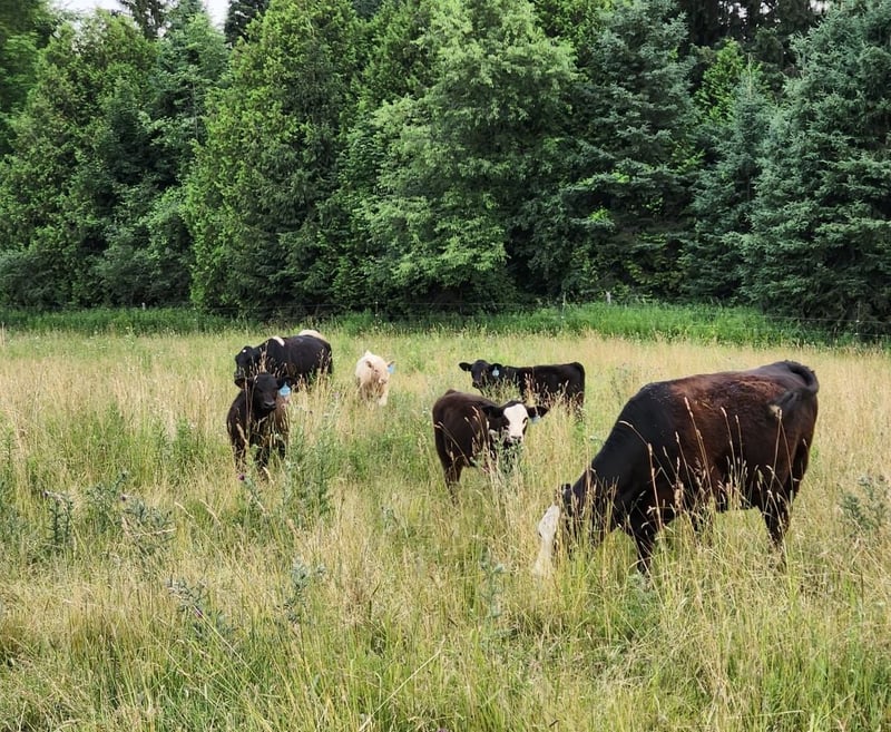 High welfare farm