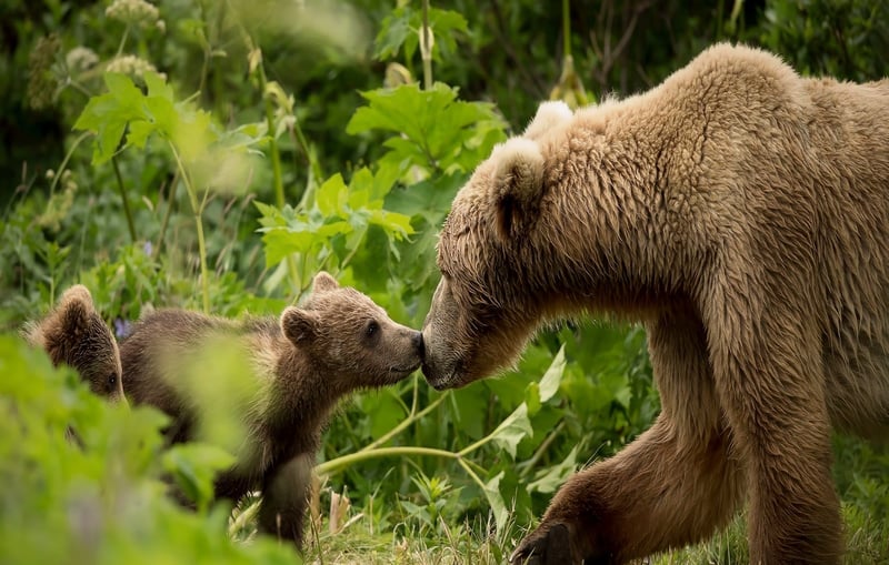 Mama brown bear with cub