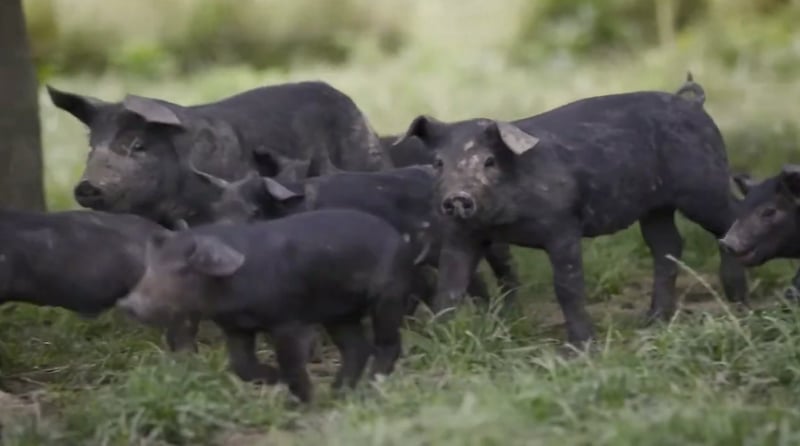 Pigs on a high welfare farm