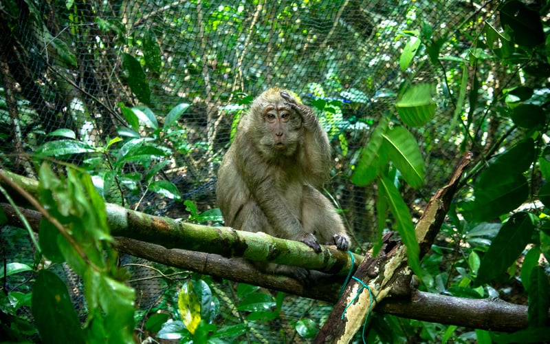 Photo Credit: Jakarta Animal Aid Network