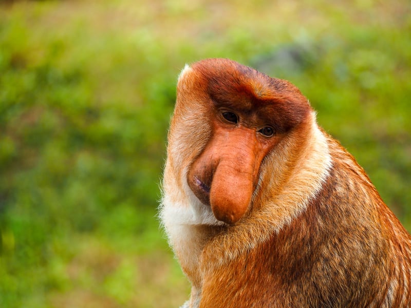 A proboscis monkey