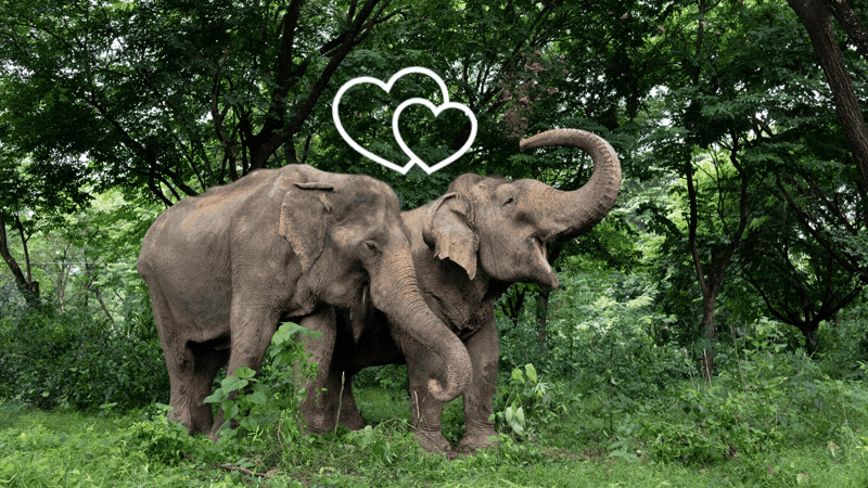 Two rescued elephants in sanctuary