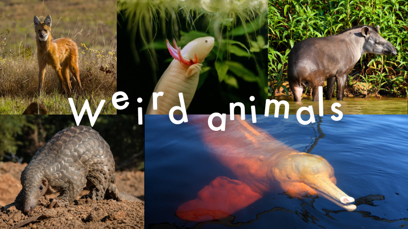 5 weird animals