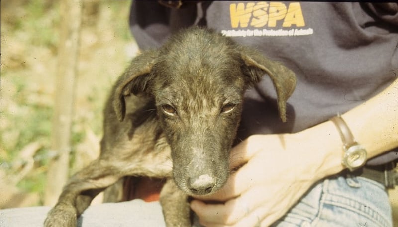WSPA staff holding a dog
