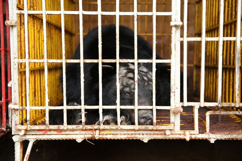 A bear in a cage on a bear bile farm