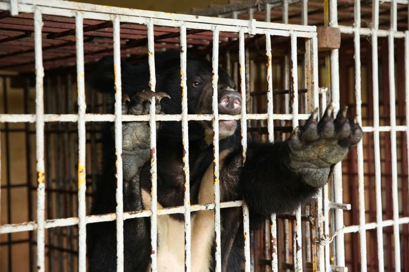 A bear in a cage on a bear bile farm