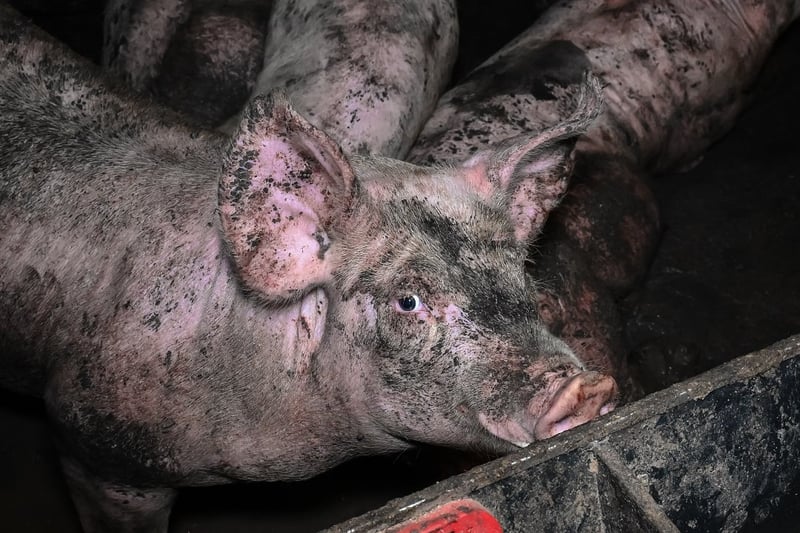 Pigs on a factory farm