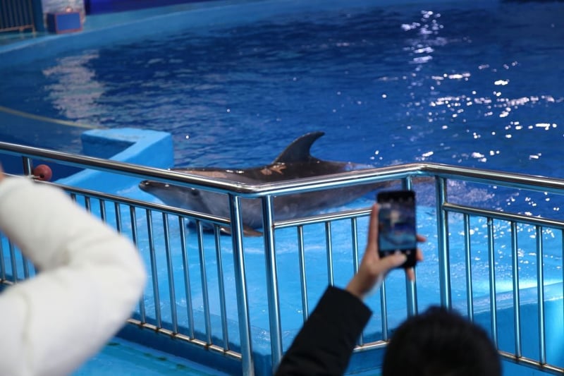 Dolphin performing in captivity