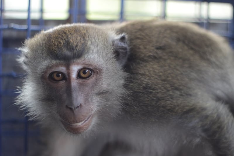 Rescued monkey in care