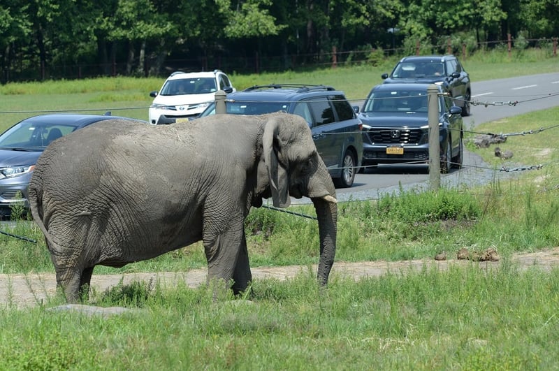 Joyce the captive elephant at Six Flags