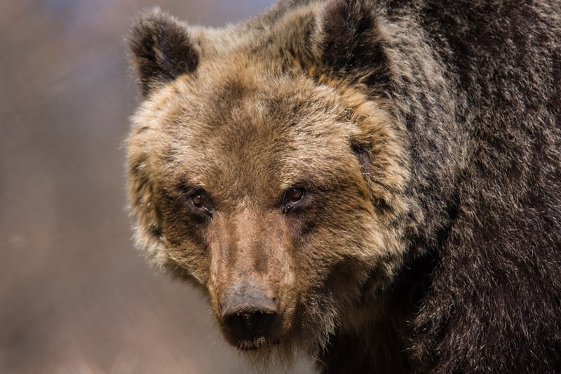 Marsican brown bear