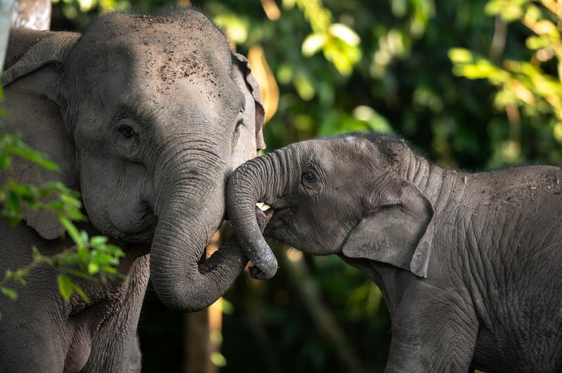 Mother and calf elephants in the wild