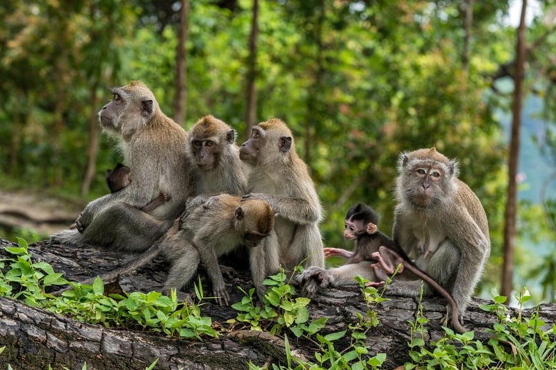 Macaque monkeys in the wild