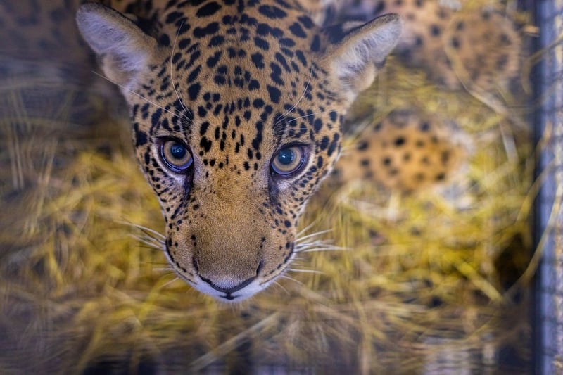 Xama rescued jaguar