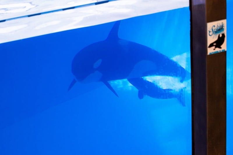 Morgan and her young calf at Loro Parque