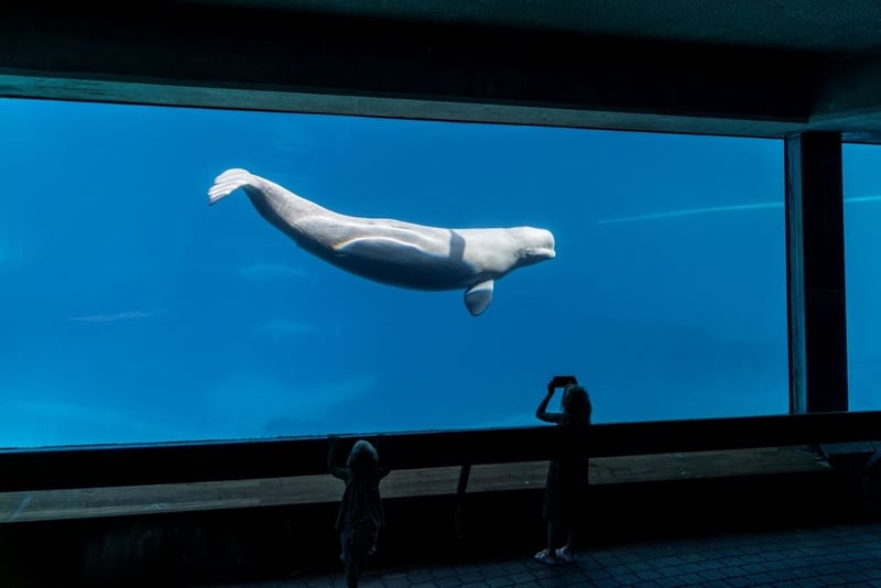 A captive beluga at Marineland