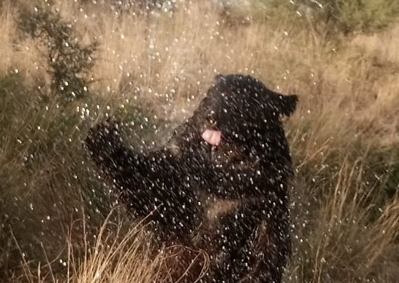 A rescued bear enjoying a rain shower