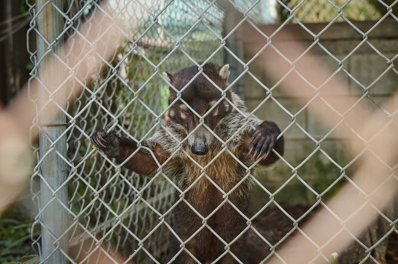 A captive coati at a roadside zoo in Ontario