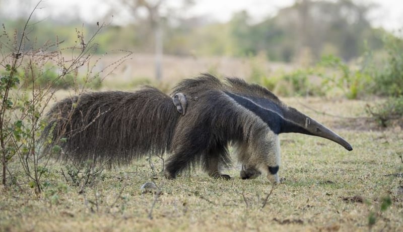 Cecilia the anteater with her baby