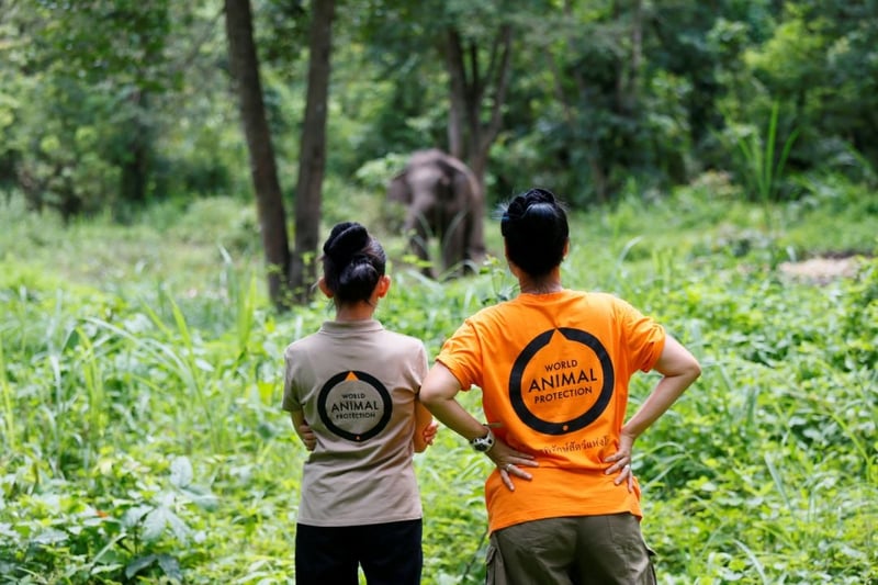World Animal Protection staff with rescued elephant