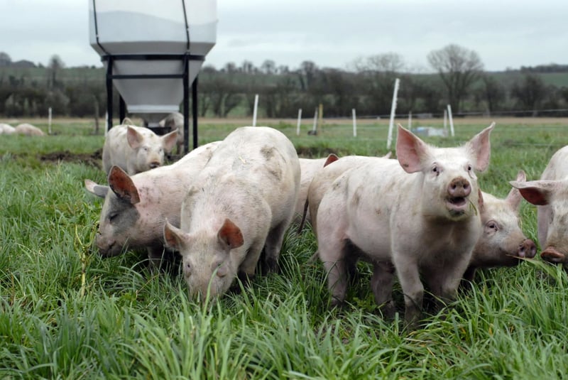 Eight interesting things pigs do