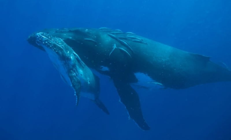 whales victory