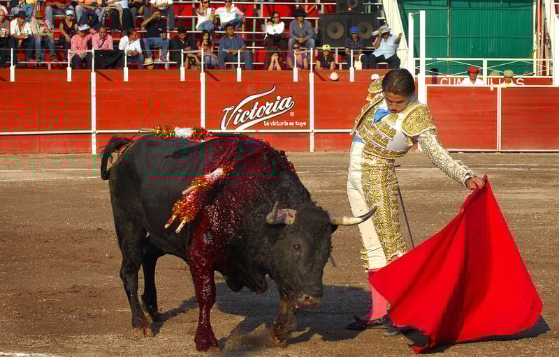 bullfighting