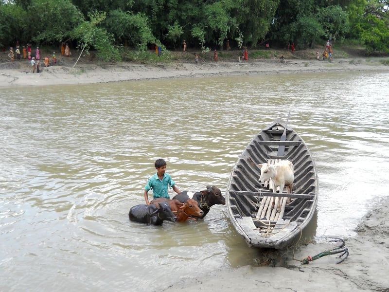 A young livestock owner is moving his animals across this swollen river in West Bengal, India following a flood.