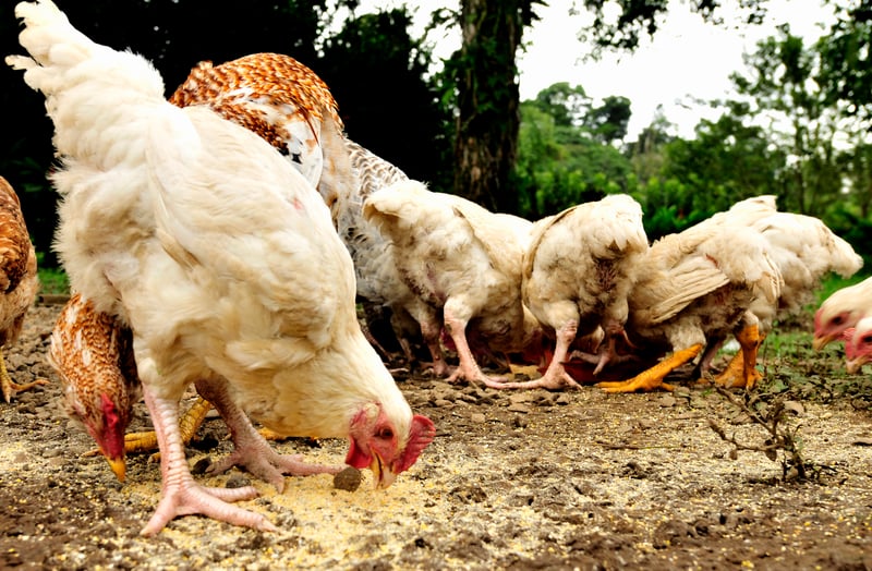 Hens in Heredia province in Costa Rica