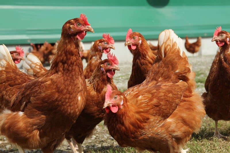 chickens
