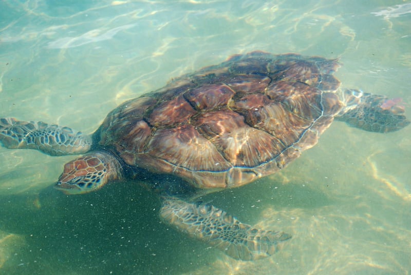 turtles