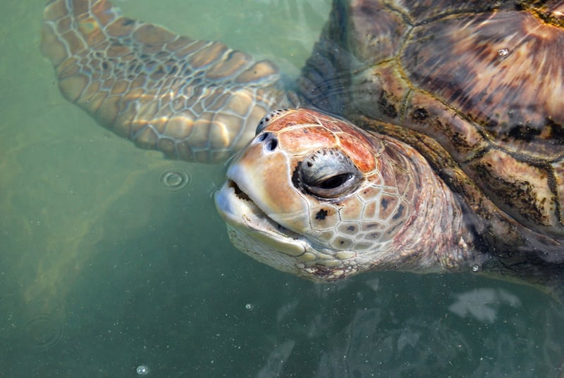Turltle at the Cayman Turtle Farm