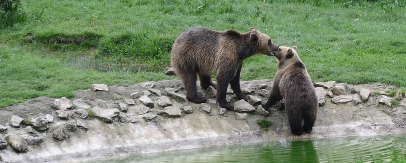 bears