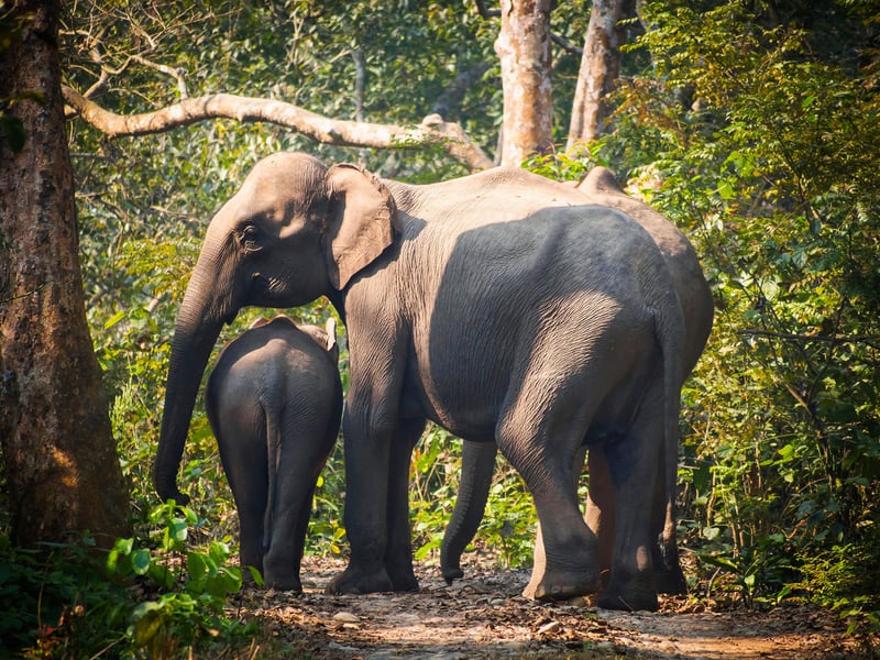 Help us protect animals in entertainment