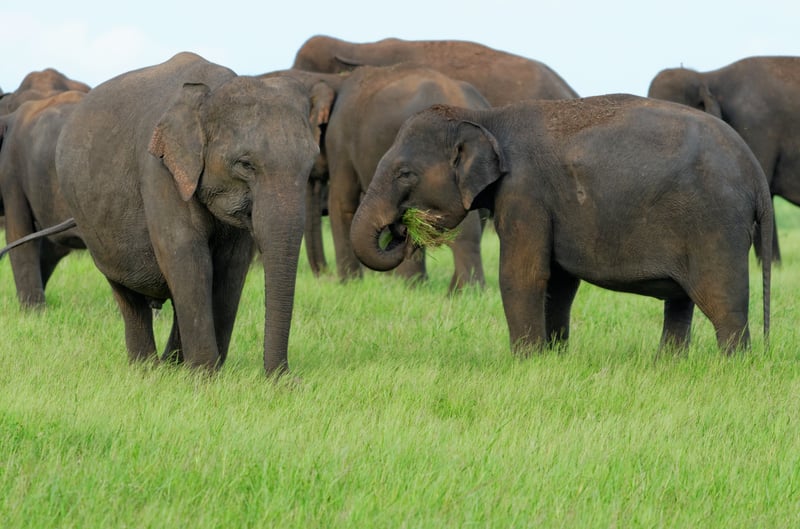 elephant 