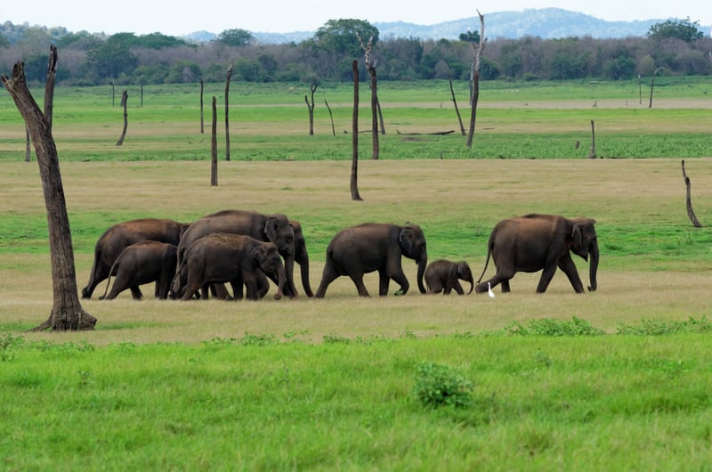 elephant tours