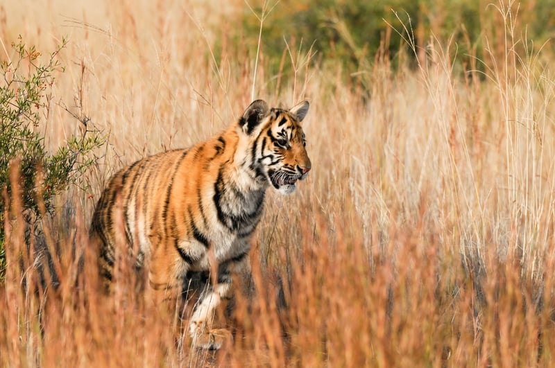 Tiger