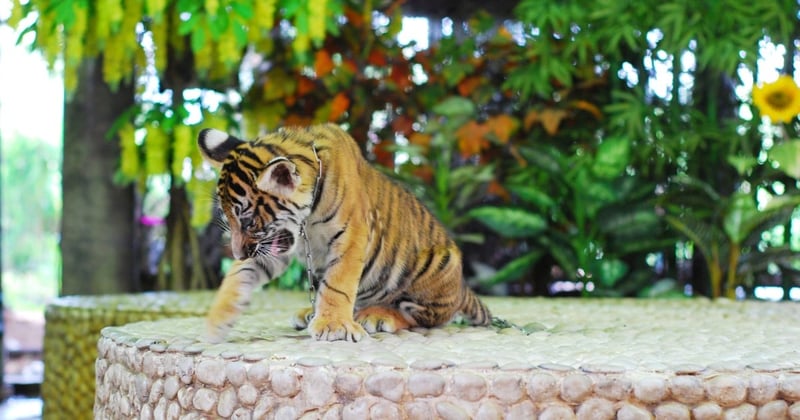 A tiger cub is chained for tourists to take photos with him.