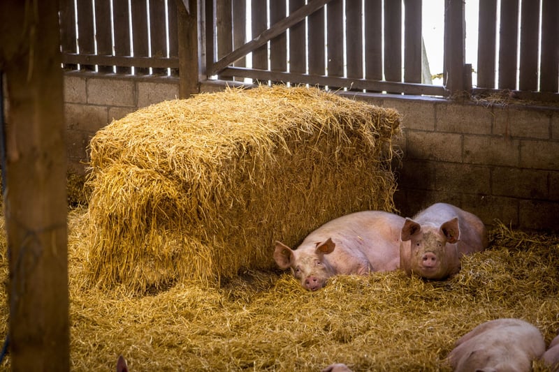 Chickens at a high welfare farm in the Netherlands