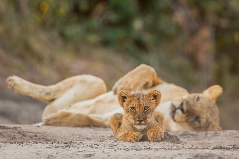 A wild lion cub looks at the photographer while his mother dozes in the background in a national park in Zimbabwe.