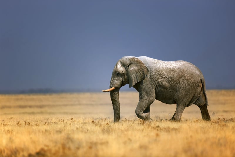 wild elephant