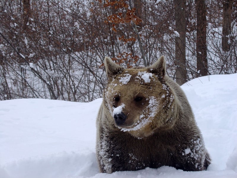 It's never too late to make a resolution for animals