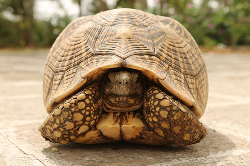 Star tortoise