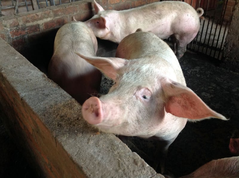 Coop Switzerland, Cranswick, Marks & Spencer, Migros, Noble Foods and Waitrose Show Leadership on Farm Animal Welfare