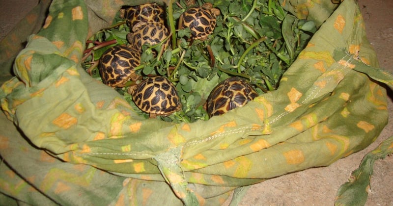 To fuel the growing market for exotic pets, thousands of animals are taken from the wild and bred in captivity every day, and these animals suffer at every stage of the supply trade.