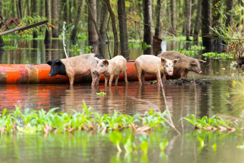 Regional Action Plan for disaster risk reduction