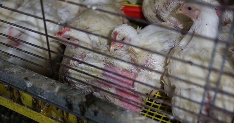 caged broiler chickens